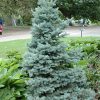 Sester Dwarf Blue Spruce #5 - Image 2
